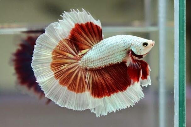 DIJUAL MAHAL!! Cara Agar Cupang Tumbuh Cantik dan Bagus