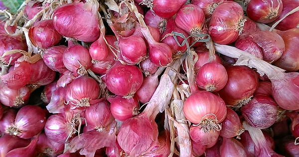 ZPT Alami Dan Murah Meriah Dari Bawang Merah