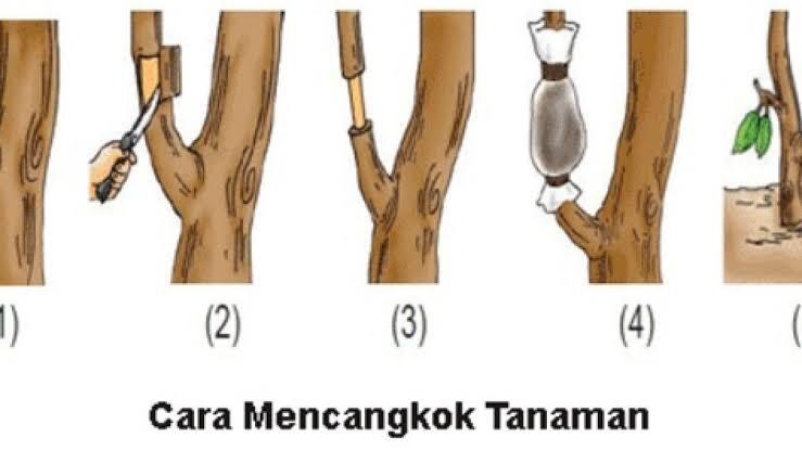ZPT Alami Dan Murah Meriah Dari Bawang Merah