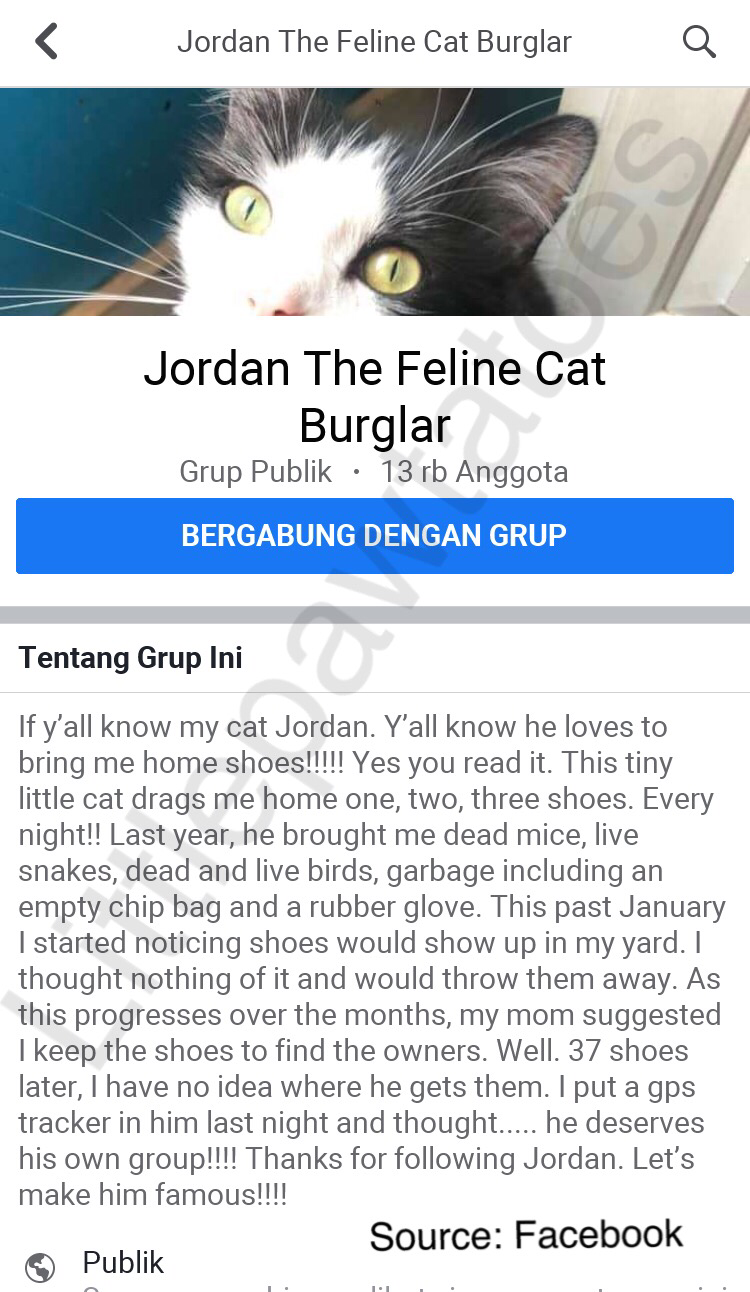 Kucing Ini Viral, Sampai Dibuatkan Grup Facebook!