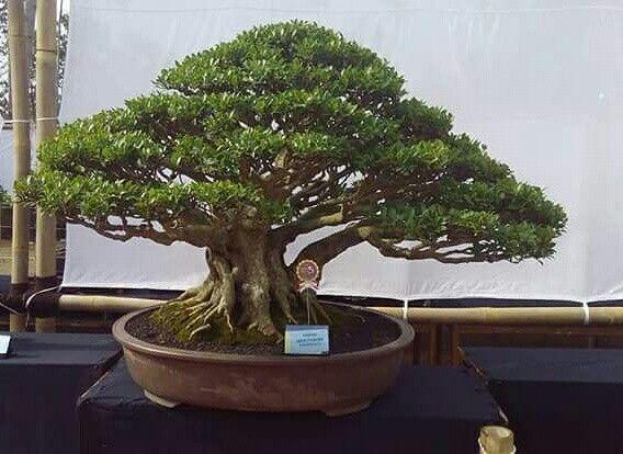 Pameran Bonsai di Singingi, Ramai di Kunjungi Pengjung