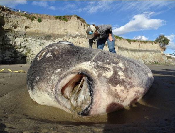 Menyeramkan tapi Lezat: Ikan 'Alien' di Jepang &#91;Kompetisi KGPT&#93;