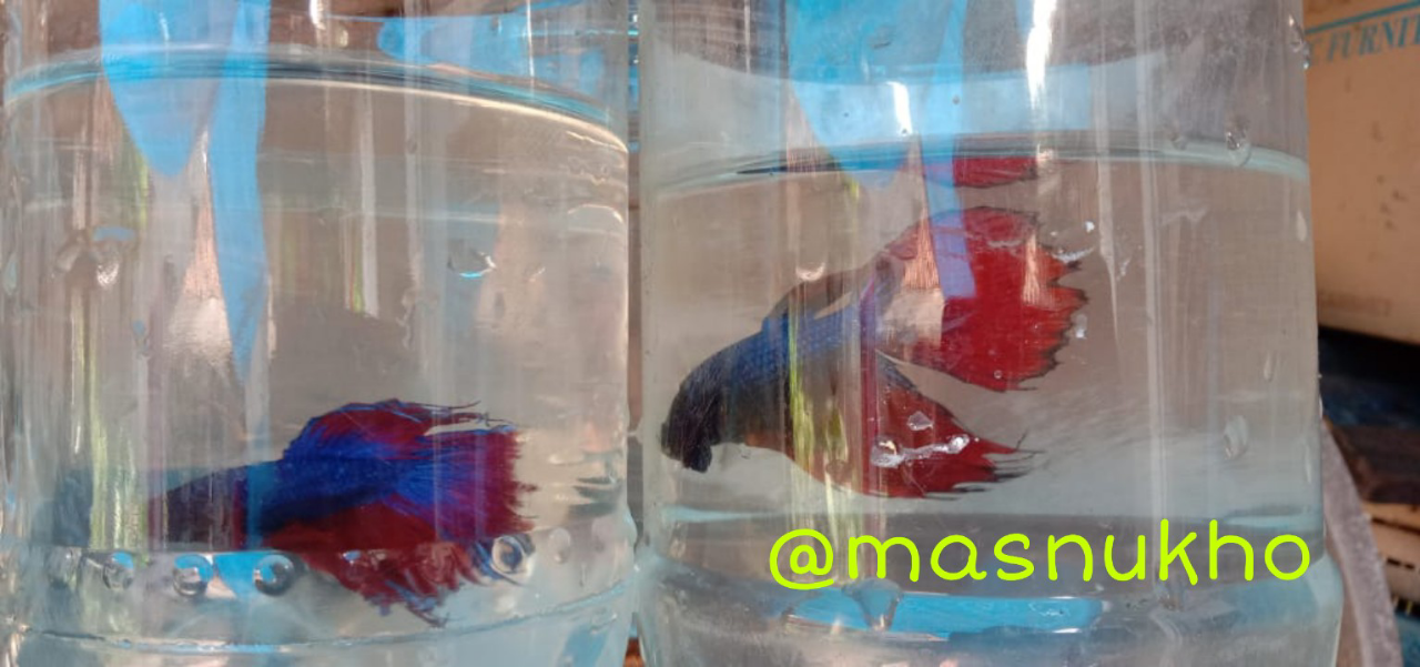 &#91;COCupang&#93; Menyelisik Kehidupan Ikan Cupang, Ikan Air Tawar Berharga Jutaan Rupiah!