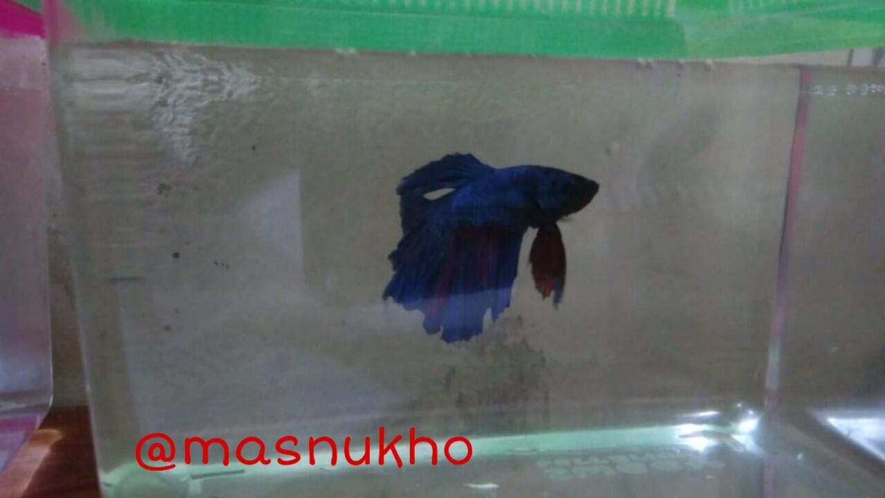 &#91;COCupang&#93; Menyelisik Kehidupan Ikan Cupang, Ikan Air Tawar Berharga Jutaan Rupiah!