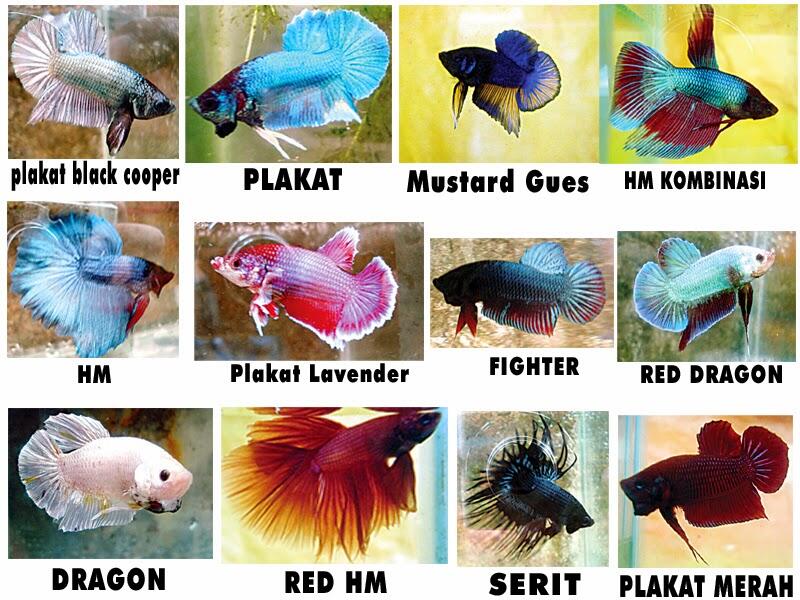 &#91;COCupang&#93; Menyelisik Kehidupan Ikan Cupang, Ikan Air Tawar Berharga Jutaan Rupiah!