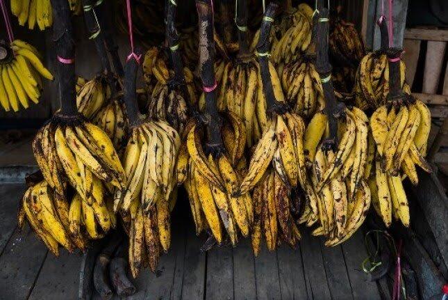 8 Jenis Buah Pisang  yang Enak Buat Diolah atau Dimakan 