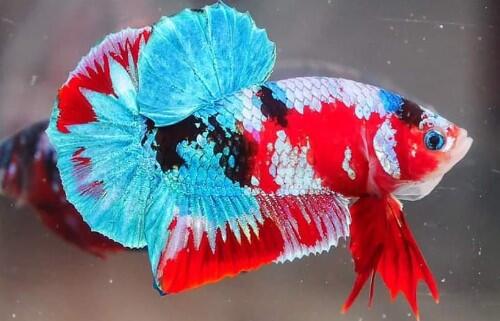 &#91;COCupang&#93; Selain Cantik, Ikan Cupang Mudah dalam Pemeliharaannya, Anti Ribet!
