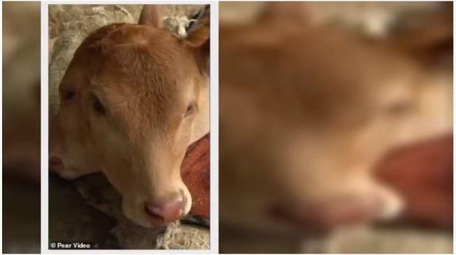 Bikin Geger, Sapi Berkepala Dua Lahir Setelah Induk Mengejan 7 Jam