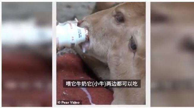 Bikin Geger, Sapi Berkepala Dua Lahir Setelah Induk Mengejan 7 Jam