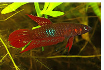 &#91;COCupang&#93; Yuk, Kenalan dengan Ikan Cupang Alam yang Potensial! 