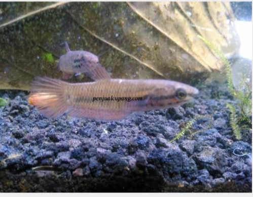 &#91;COCupang&#93; Yuk, Kenalan dengan Ikan Cupang Alam yang Potensial! 