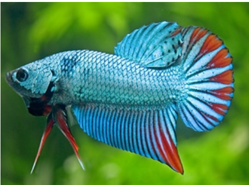 &#91;COCupang&#93; Yuk, Kenalan dengan Ikan Cupang Alam yang Potensial! 