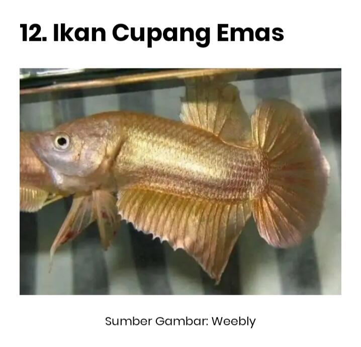 Jenis-jenis Cupang Yang Patut Kalian Kepoin