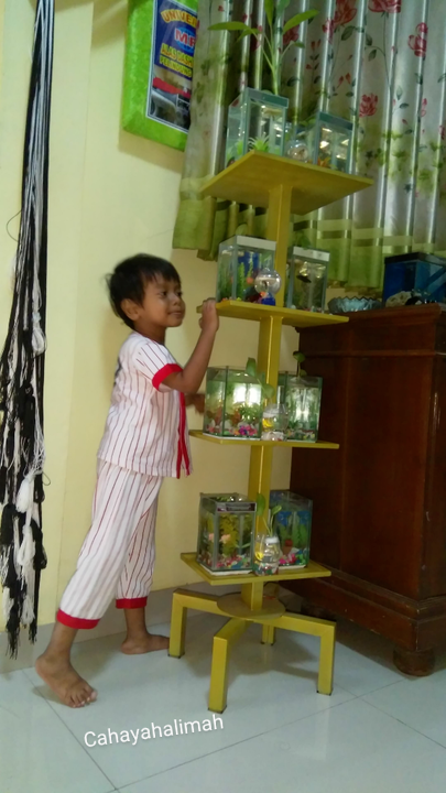 &#91;COCupang&#93; Selain Cantik, Ikan Cupang Mudah dalam Pemeliharaannya, Anti Ribet!