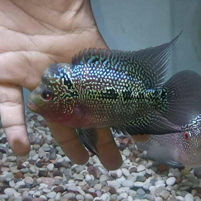 &#91;COCupang&#93; Selain Cantik, Ikan Cupang Mudah dalam Pemeliharaannya, Anti Ribet!