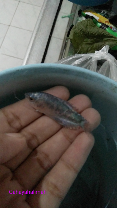 &#91;COCupang&#93; Selain Cantik, Ikan Cupang Mudah dalam Pemeliharaannya, Anti Ribet!