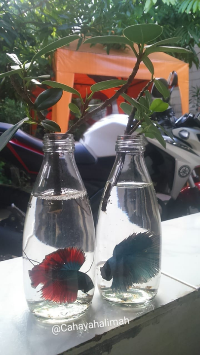 &#91;COCupang&#93; Selain Cantik, Ikan Cupang Mudah dalam Pemeliharaannya, Anti Ribet!