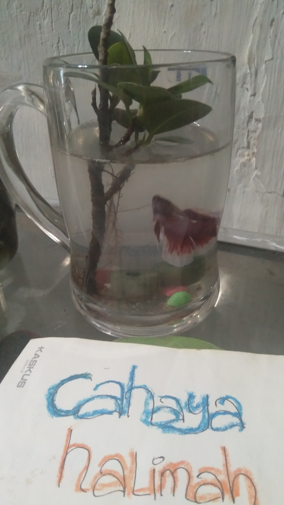 &#91;COCupang&#93; Selain Cantik, Ikan Cupang Mudah dalam Pemeliharaannya, Anti Ribet!
