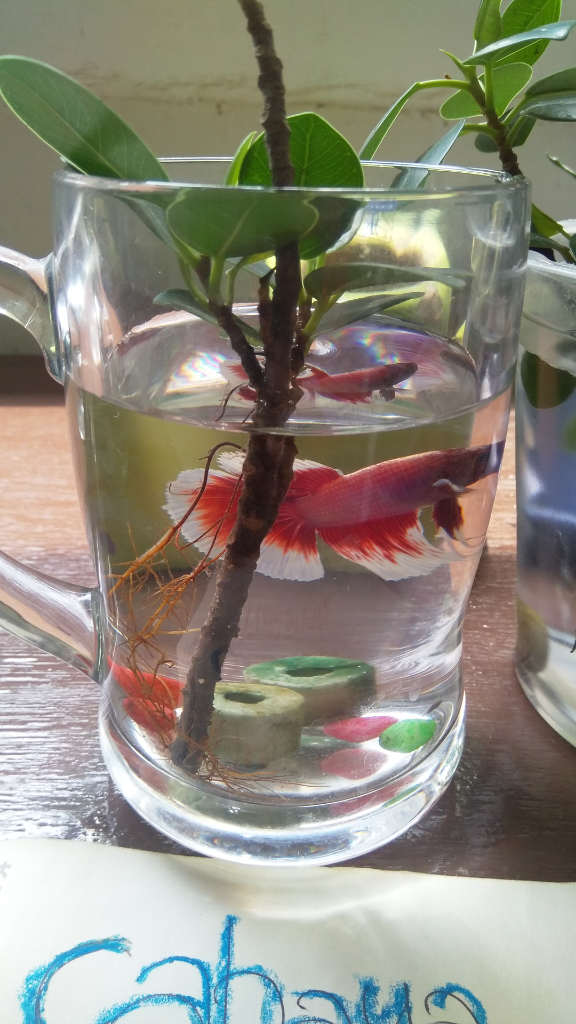 &#91;COCupang&#93; Selain Cantik, Ikan Cupang Mudah dalam Pemeliharaannya, Anti Ribet!