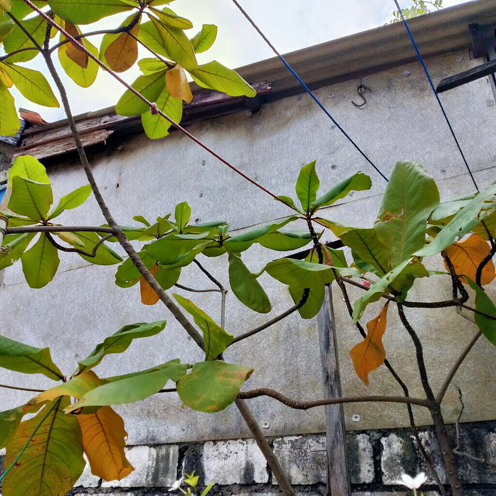 &#91;COCupang&#93;Baru maen cupang ? Nih gan cara ngolah daun ketapang