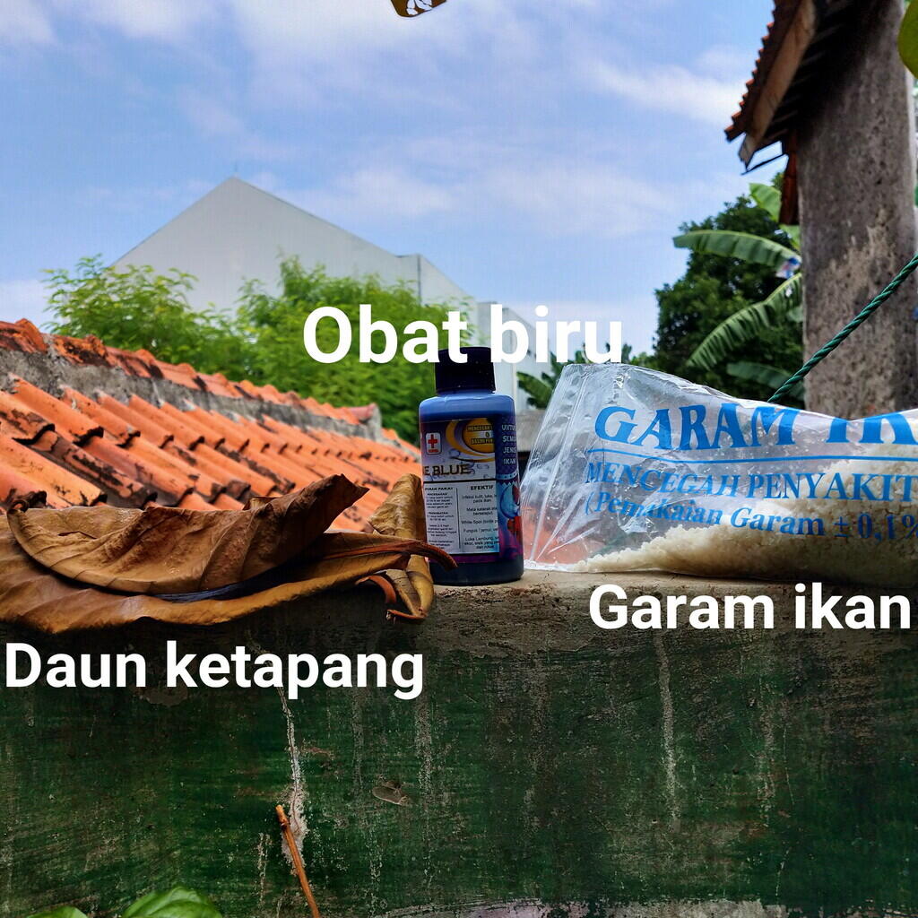 &#91;COCupang&#93;Baru maen cupang ? Nih gan cara ngolah daun ketapang