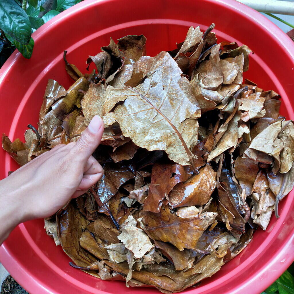 &#91;COCupang&#93;Baru maen cupang ? Nih gan cara ngolah daun ketapang