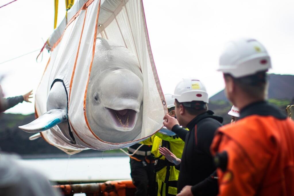 Penyelamatan Dua Paus Beluga Berenang di Laut untuk Pertama Kalinya Sejak 2011