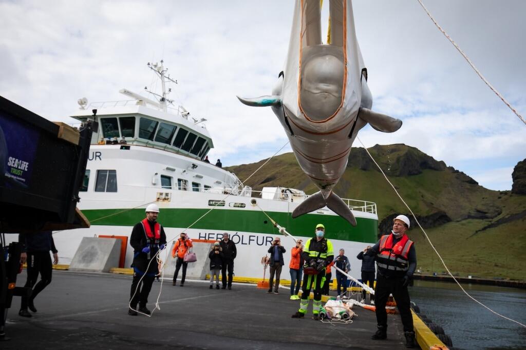 Penyelamatan Dua Paus Beluga Berenang di Laut untuk Pertama Kalinya Sejak 2011