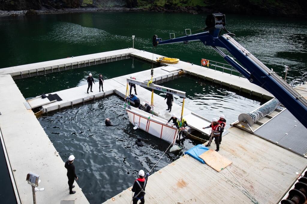 Penyelamatan Dua Paus Beluga Berenang di Laut untuk Pertama Kalinya Sejak 2011