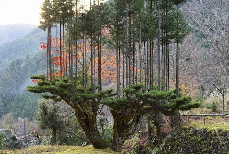 Teknik Jepang Abad ke-15 Menumbuhkan Pohon Cedar yang Begitu Lurus