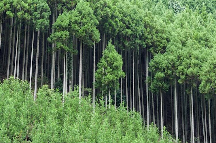 Teknik Jepang Abad ke-15 Menumbuhkan Pohon Cedar yang Begitu Lurus