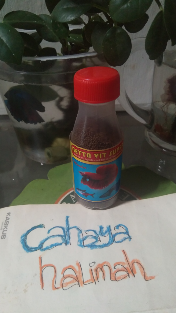 &#91;COCupang&#93; Selain Cantik, Ikan Cupang Mudah dalam Pemeliharaannya, Anti Ribet!