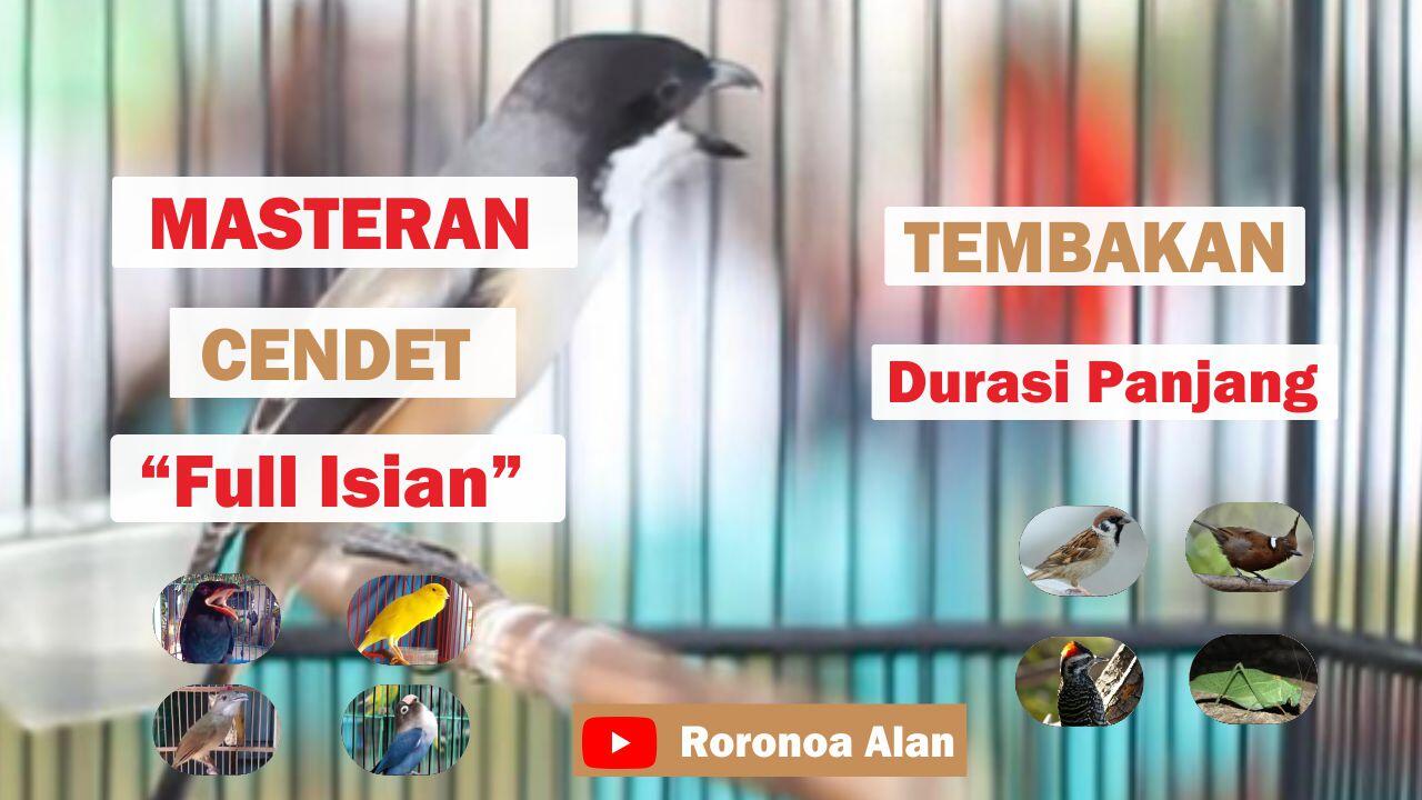 Masteran Cendet Full Isian Tembakan Durasi Panjang