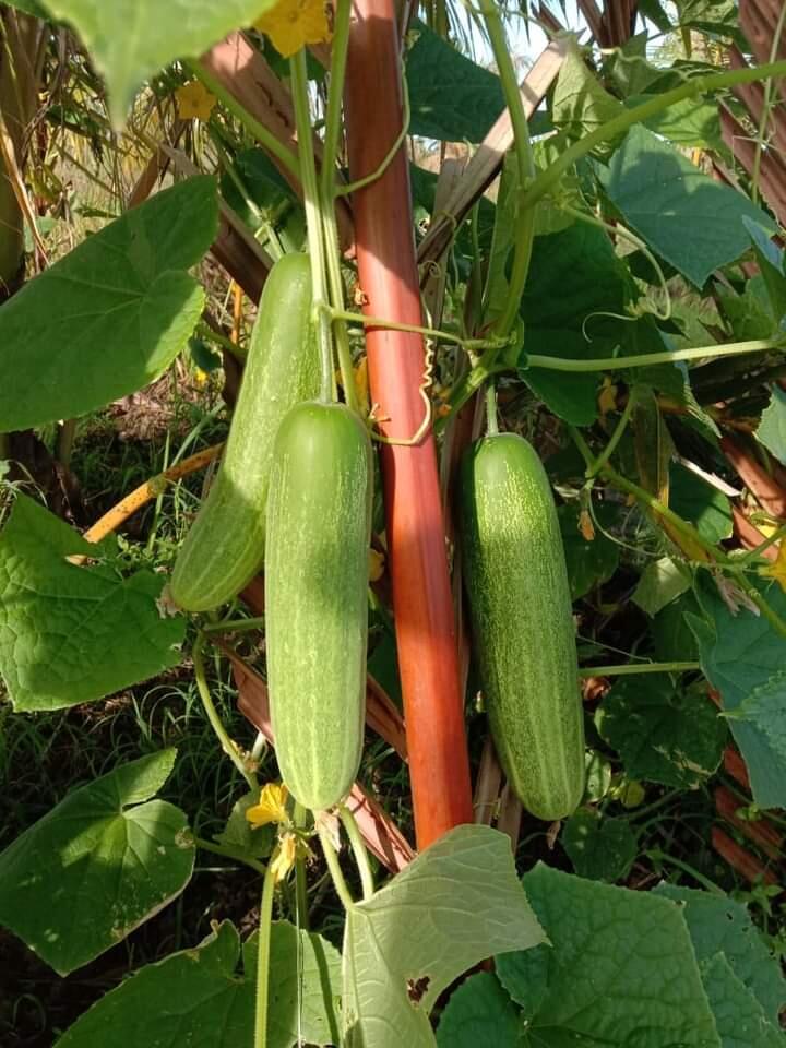 Zaman Sudah Moderen, Tapi 6 Buah Dan Sayur Ini Masih Kental Dengan Mitos