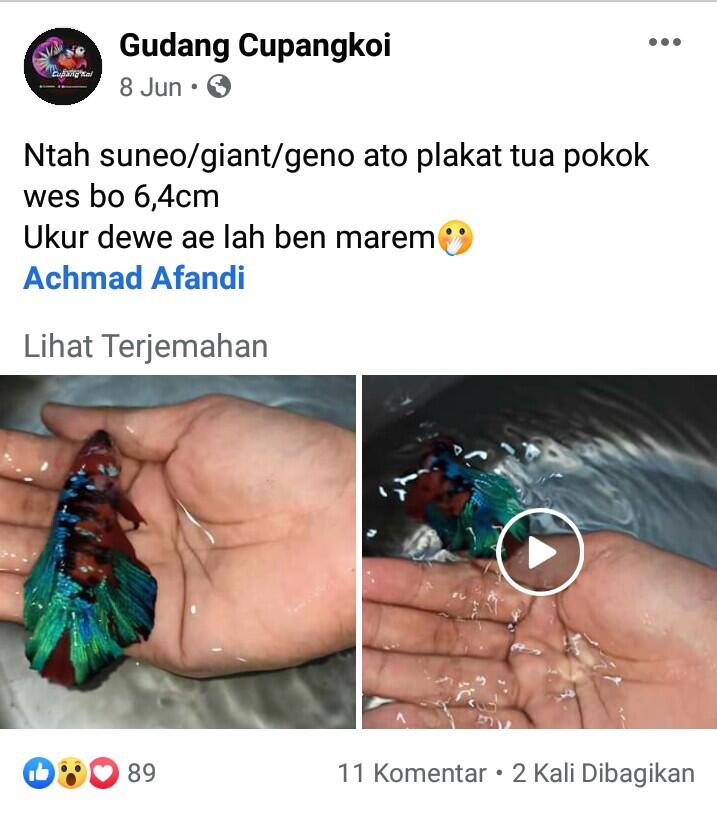 &#91;Coc-Cupang&#93; Review Toko Ikan Cupang Koi di Magelang yang Oke Banget