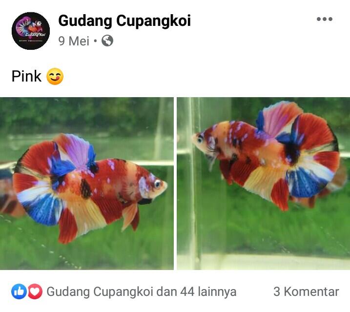 &#91;Coc-Cupang&#93; Review Toko Ikan Cupang Koi di Magelang yang Oke Banget