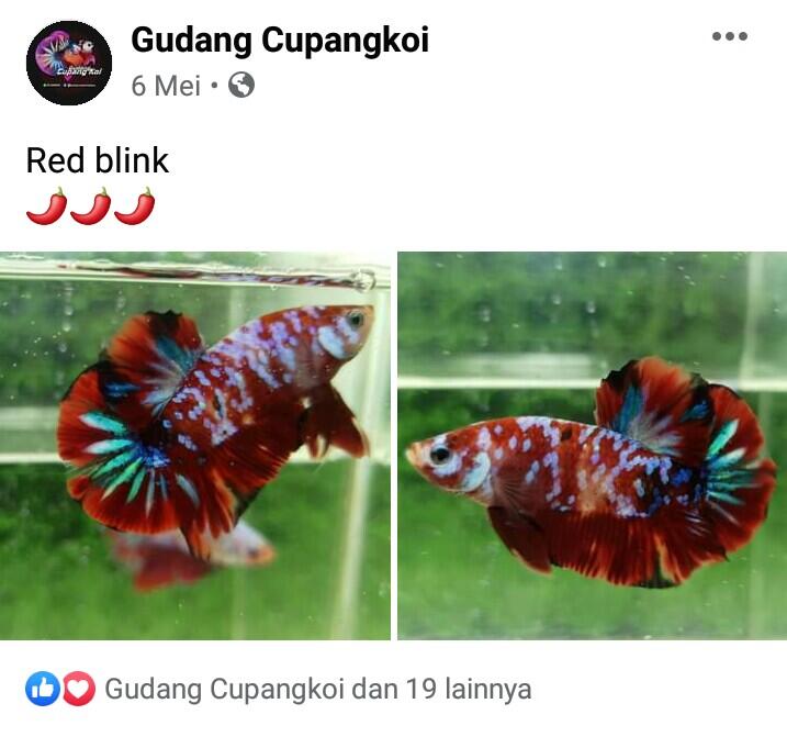 &#91;Coc-Cupang&#93; Review Toko Ikan Cupang Koi di Magelang yang Oke Banget