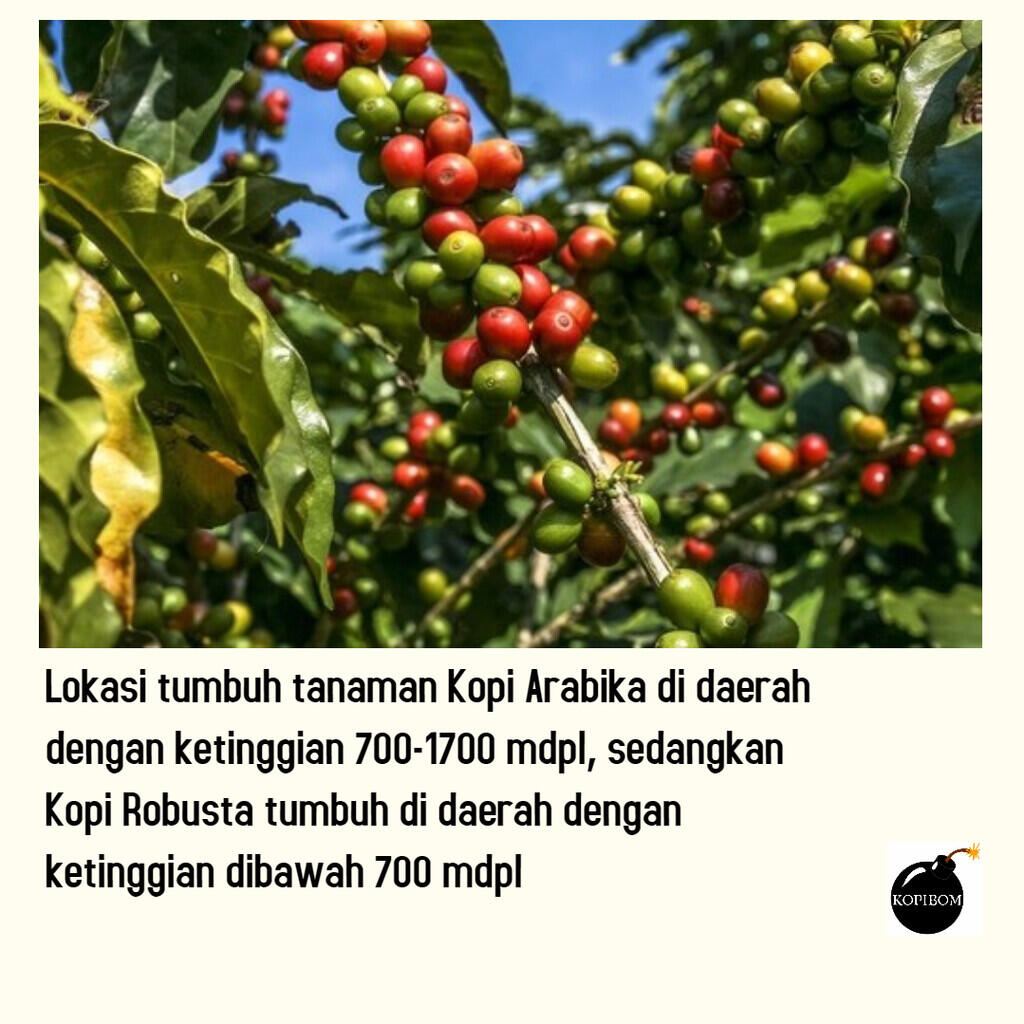 FAKTA KOPI by KOPIBOM.ID