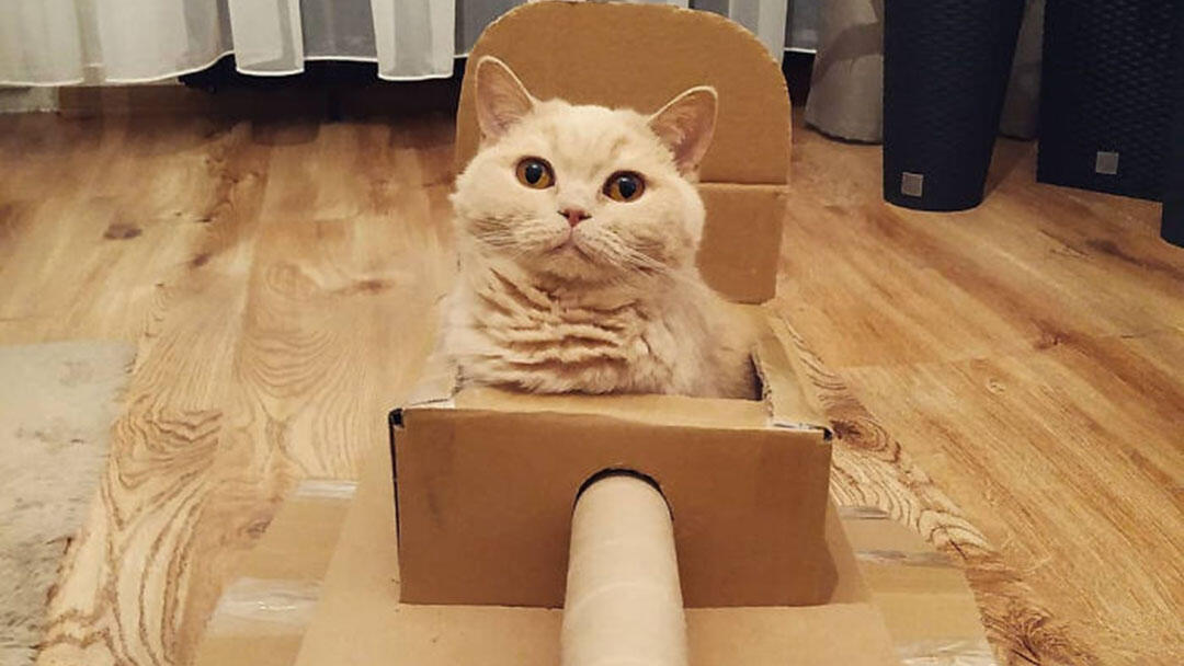 Daripada Gabut Karena Pandemi, Yuk Bikin Tank Buat Kucing Kesayangan