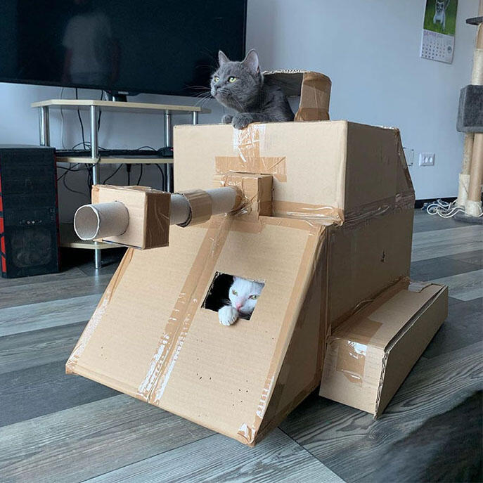 Daripada Gabut Karena Pandemi, Yuk Bikin Tank Buat Kucing Kesayangan