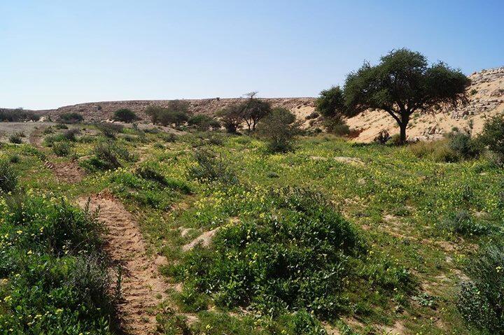 Sering Dikaitkan dengan Tanda Kiamat, Apa Sih Proyek Green Riyadh di Arab Saudi?