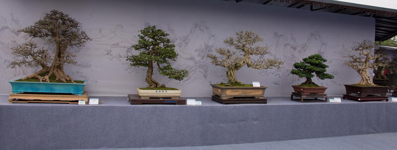 Mengenal &quot;Penjing&quot; Seni Menanam Pohon Yang Jauh Lebih Kuno Dari Bonsai