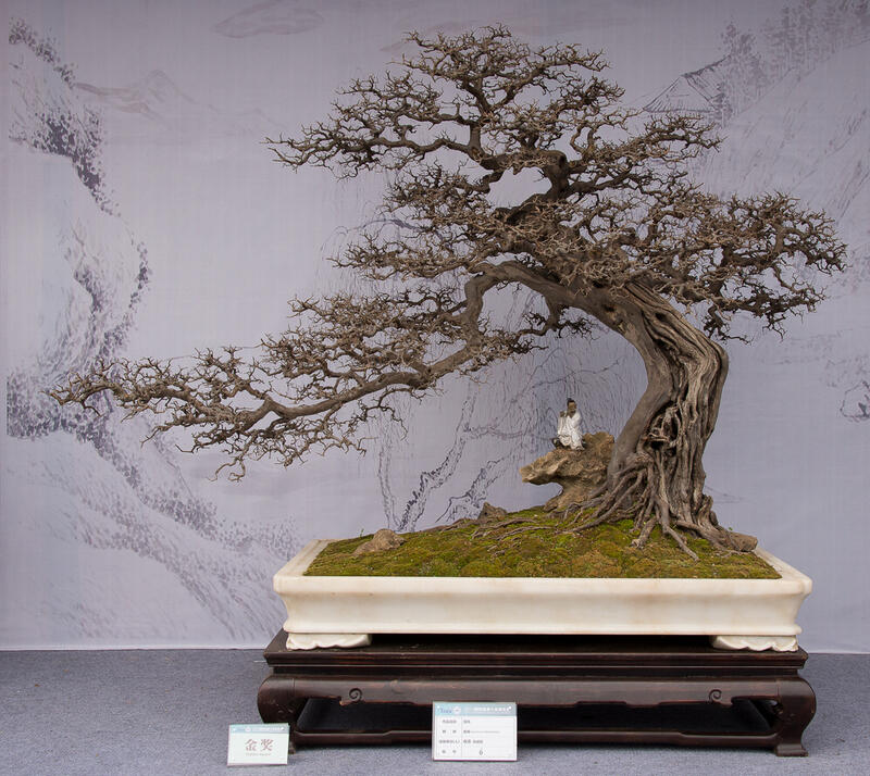 Mengenal &quot;Penjing&quot; Seni Menanam Pohon Yang Jauh Lebih Kuno Dari Bonsai