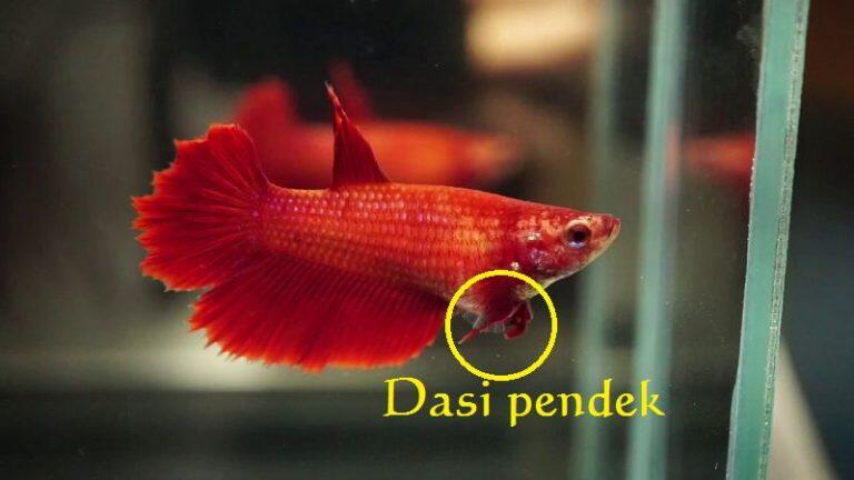 &#91;COCupang&#93; Cara Membedakan Kelamin Ikan Cupang dan Karakter Uniknya