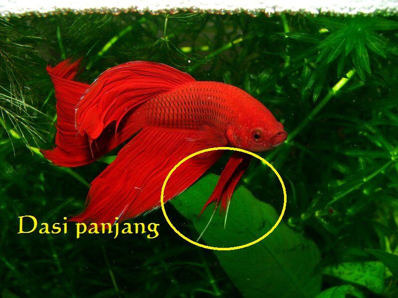 &#91;COCupang&#93; Cara Membedakan Kelamin Ikan Cupang dan Karakter Uniknya