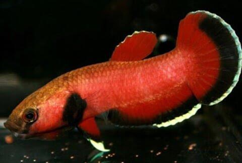 &#91;COCupang&#93; Cara Membedakan Kelamin Ikan Cupang dan Karakter Uniknya