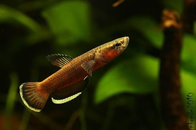 &#91;COCupang&#93; Cara Membedakan Kelamin Ikan Cupang dan Karakter Uniknya