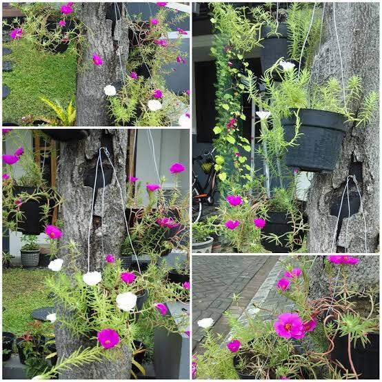 Mengenal Portulaca atau Krokot Ternyata Bisa Dibikin Bonsai Lho, Begini Caranya! | KASKUS