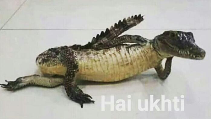 Fakta Lidah Buaya (Bukan Buaya Darat Loh Ya)