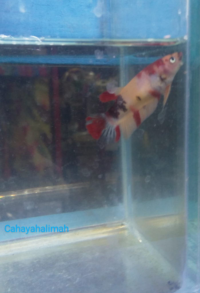 &#91;COCupang&#93; Selain Cantik, Ikan Cupang Mudah dalam Pemeliharaannya, Anti Ribet!